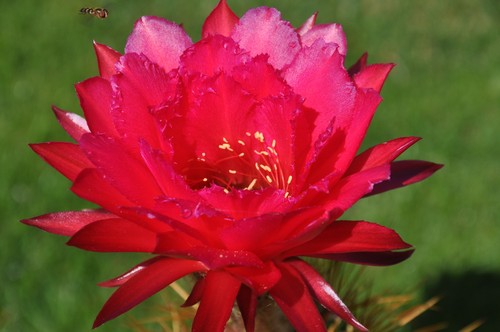 Trichocereus hybride kakteen - trichocereus-hybride,,