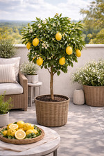 Zitronenbaum citrus limon - citrus,
