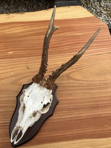 Echtes rehbock geweih mit - 1,