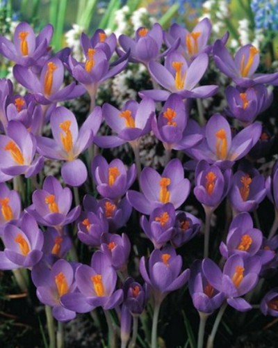 100 botanische krokusse - botanische,
