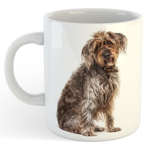 Korthals giffon hund lustige - hund,
