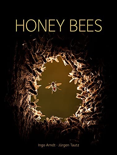 Honey bees ingo arndt - honey,
