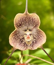 Dracula Species ´SandStone´ blühfähige Pflanze Orchidee Masdevallia
