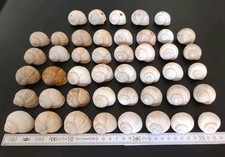 Schneckenhäuser, 45 Stück 