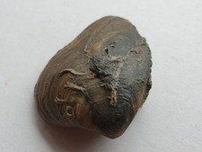 Neocrassina obliqua - Bajocium