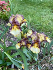 Schwertlilie Iris Intermedia " Bandet Tiger " 30 cm reichblühend !!