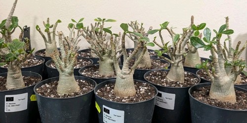 Adenium boabab wüstenrose - ,