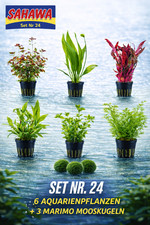 Aquarium Wasserpflanzen Set