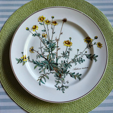 V&B BOTANICA  Speiseteller ohne Wurzel  Ø 26 cm  2. Wahl (Linie)  VILLEROY&BOCH