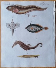 Bertuch Originaldruck Koloriert Fische T13  - 1792#