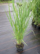 Panicum virgatum Cloud Nine -