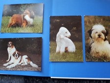 Shih-Tzu Welpe-Böhmischer Terrier-Bernhardiner-Bedlington Terrier--DDR AK Hunde 