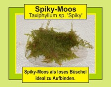 Spiky moos - spiky,