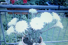 Kaktus Ableger Echinopsis rein weiße Blüte