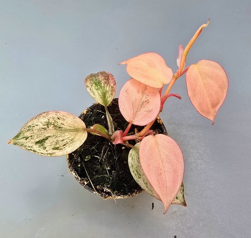 Sehr schöne philodendron - sehr,