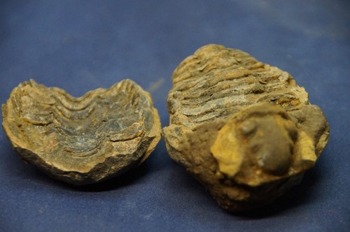 Echtes fossil trilobit aus - echtes,