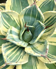 Agave parryi var truncata cv