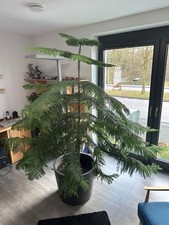 Araucaria heterophylla -