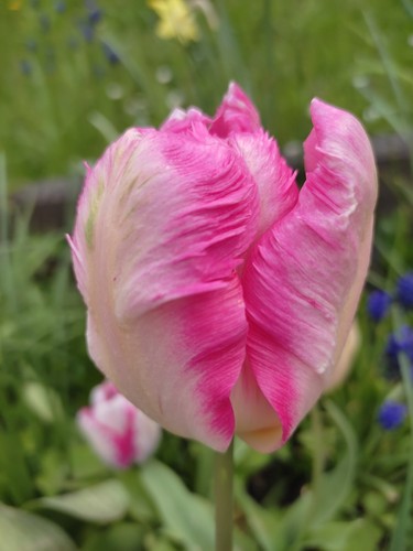 Tulpen - (◕‿◕)\@,