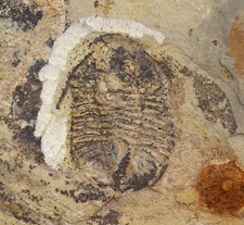 Trilobit, Archegonus