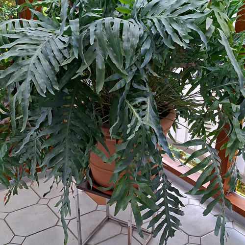 Goldtüpfelfarn 150cm breit - goldtüpfelfarn,,