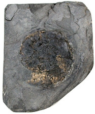 Lias  Arietites mit Austernbewuchs  Ammonit  Dorset  Großbritanien  KE36-10