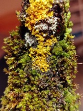 10er Set Terrarium Ast mit