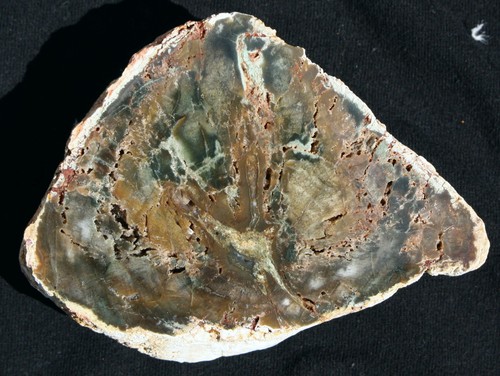Grünes versteinertes holz aus - grünes,