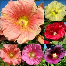 STOCKROSEN BUNTER MIX