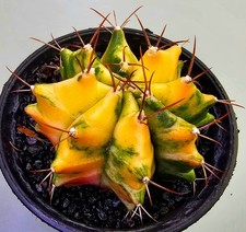 Schöner Gymnocalycium