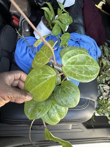 Hoya sarawak cream veragated - hoya,