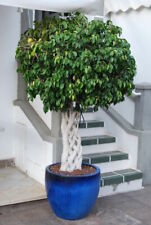 SAMEN Birkenfeige Ficus
