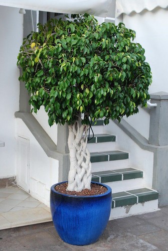 Samen birkenfeige ficus - samen,