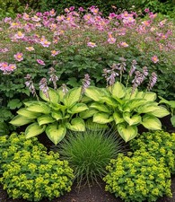 Staudenbeet 'Schattengarten',9 Pflanzen