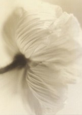 IKEA Bild Blüte Poppy 18x13cm