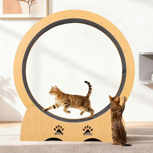 Laufrad für katzen - laufrad,