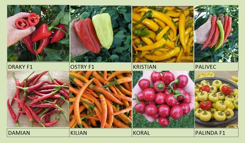 Semo chilisamen sorten - semo,
