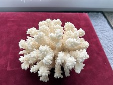 Echte weiße Steinkoralle 455 Gramm