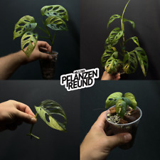 Monstera 'adansonii aurea' variegata