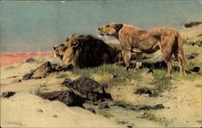 Künstler Ak Kuhnert, Wilhelm, Beute spähende Löwen - 4577607