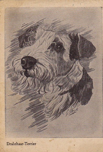 Postkarte foxterrier - foxterrier, *