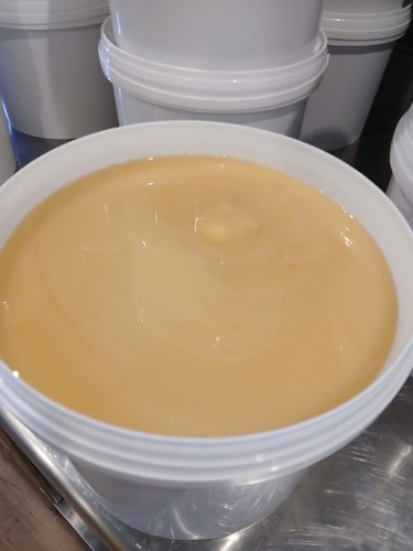 Blütenhonig dib - 7, kg