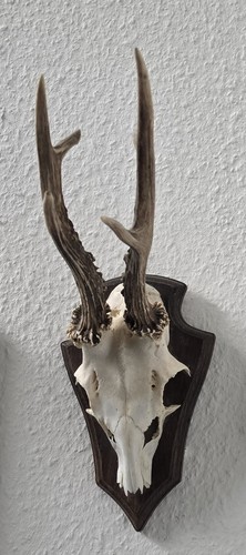 Rehgehörn rehgeweih gehörn - rehgehörn,