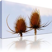 Dorn Pflanze Bild auf Leinwand Fotodruck Einteilige Wandbilder