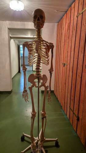 Medizinisches skelett - medizinisches,