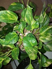 Epipremnum " Old Blue "