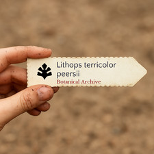 Lithops terricolor peersii