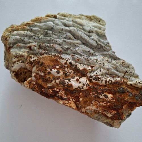 Stromatolith 150 mio jahre - stromatolith,