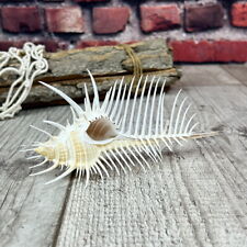 Murex Pecten 13cm echte Deko