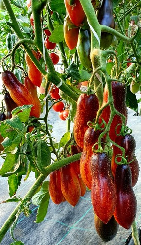 Tomatensamen - , samen)